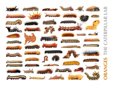 katepilar|caterpillar identification pictures.